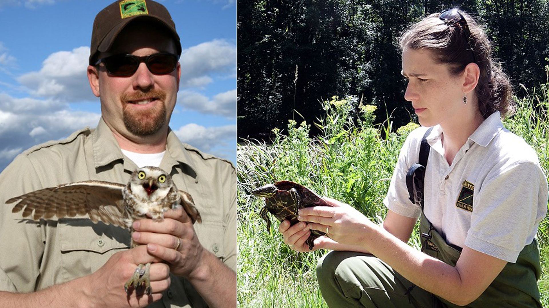 Oregon wildlife biologists handle state species
