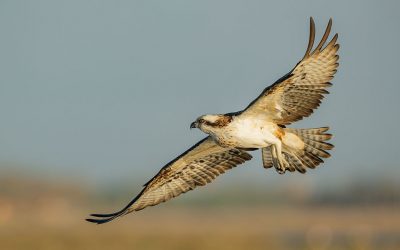 The Wildlife Council Approach To Protecting the North American Model of Conservation