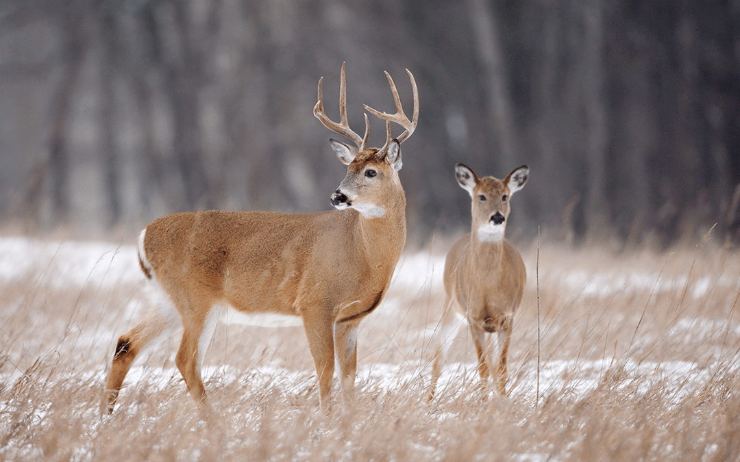 Killing the Future: When Deer Hunting Turns Short-Term